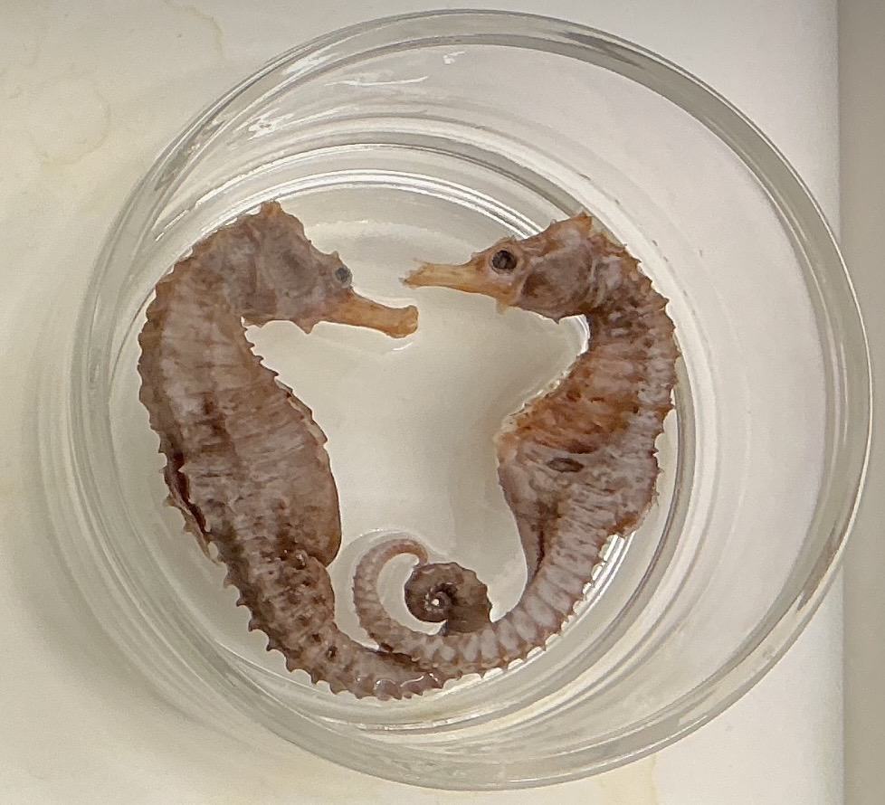 <p>Name the order</p>