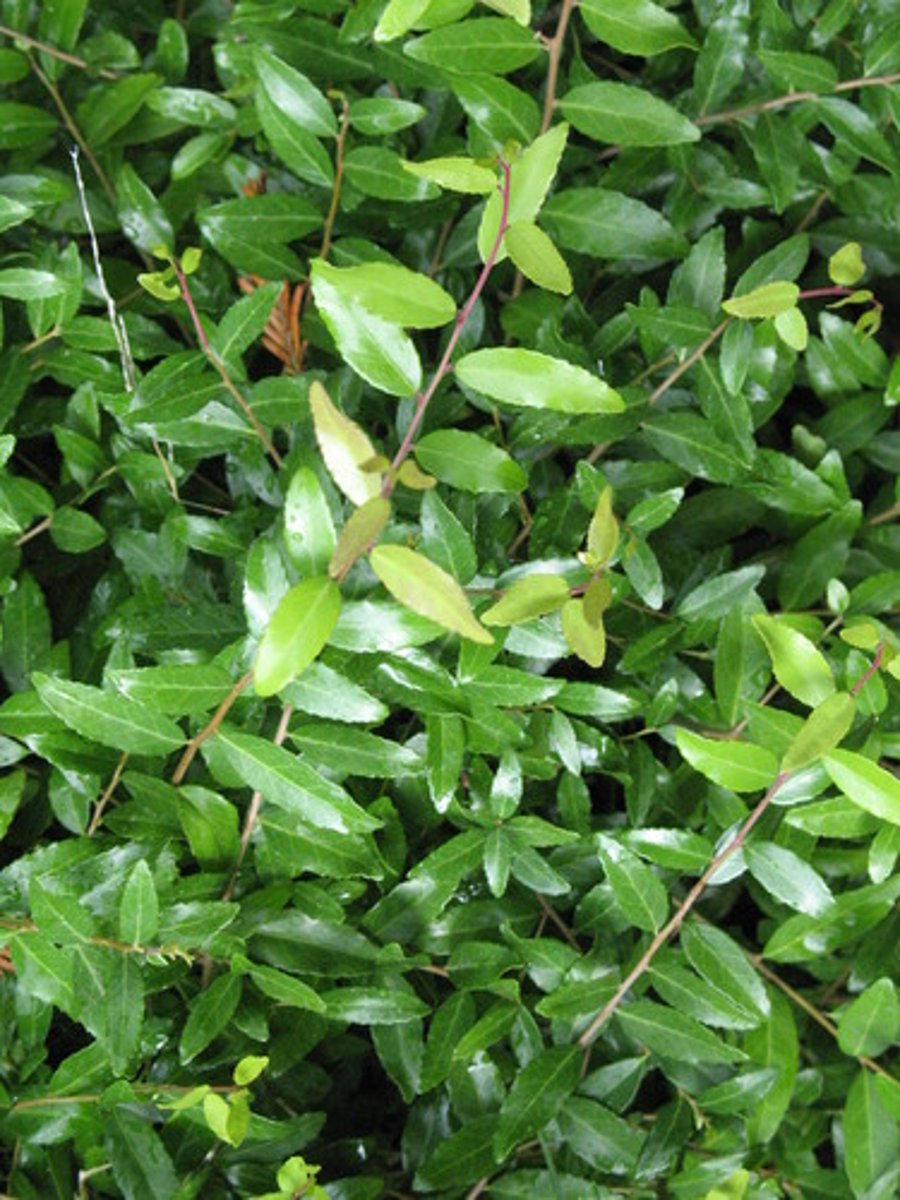 <p>Ilex vomitoria</p>