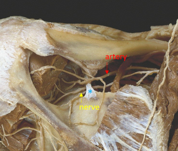 <p>What nerve is shown here?</p>