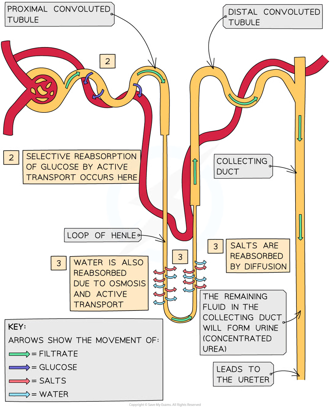 <p>useful molecules are taken back/reabsorbed from the filtrate and returned to the blood as the filtrate flows along the nephron</p>