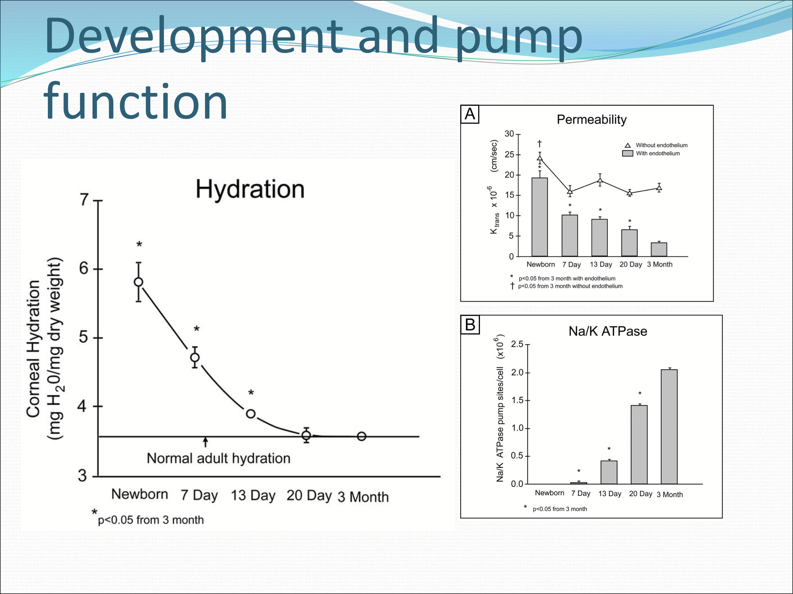 <p>2-3 months, with an increase in permeability and NKA activity</p>