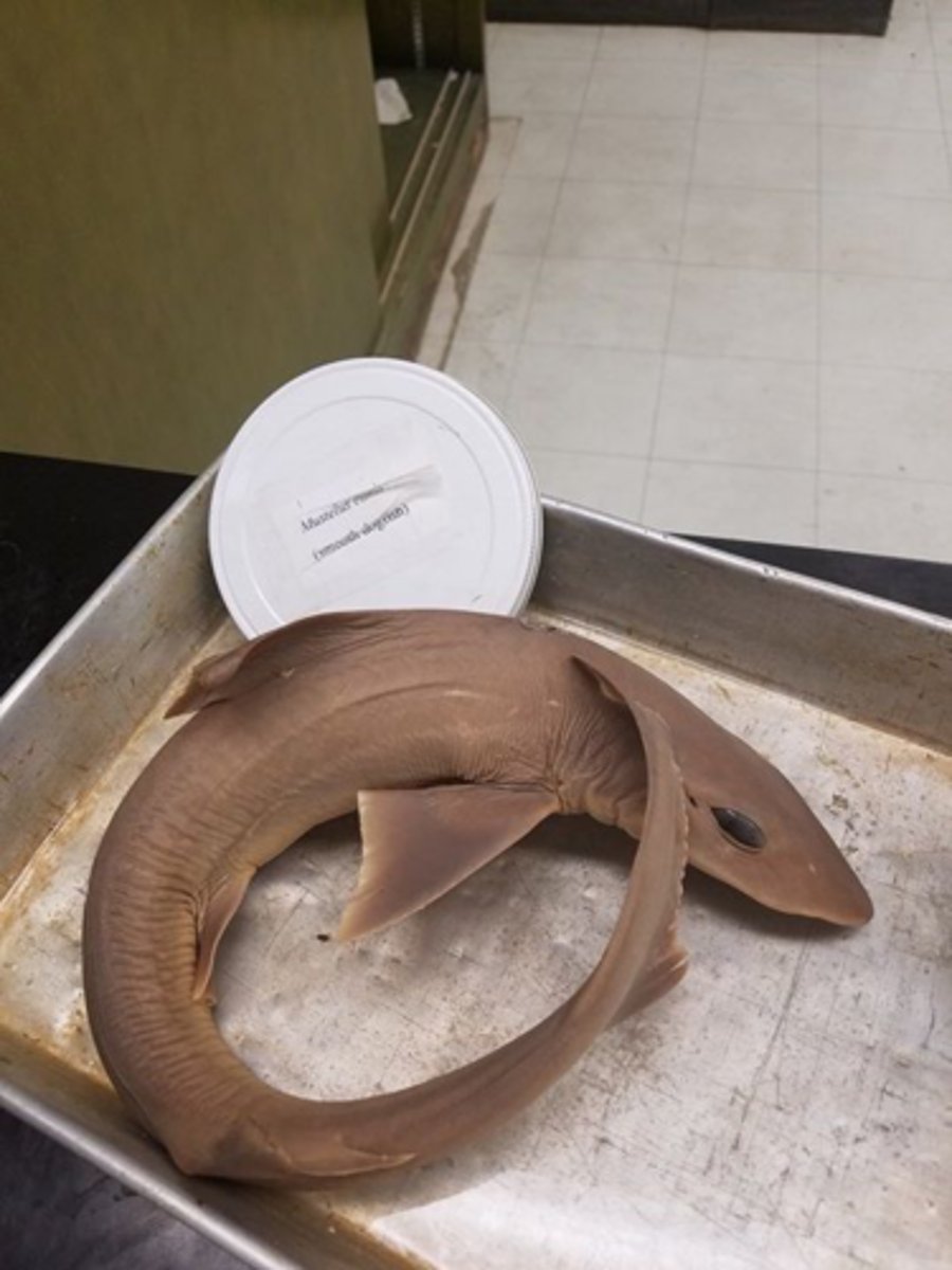 <p>Smooth Dogfish</p>