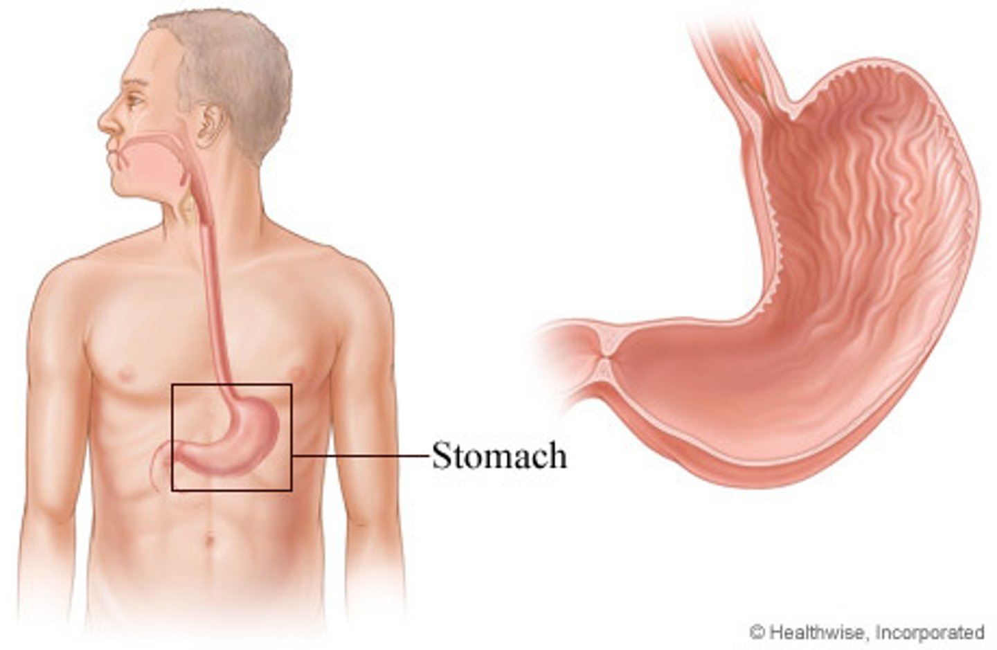 <p>Stomach</p>