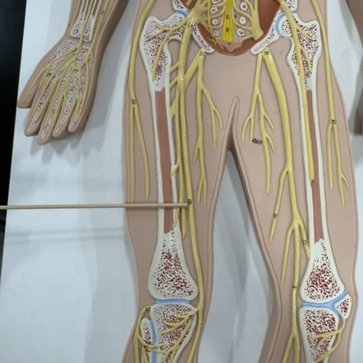 <p>Identify the nerve.</p>