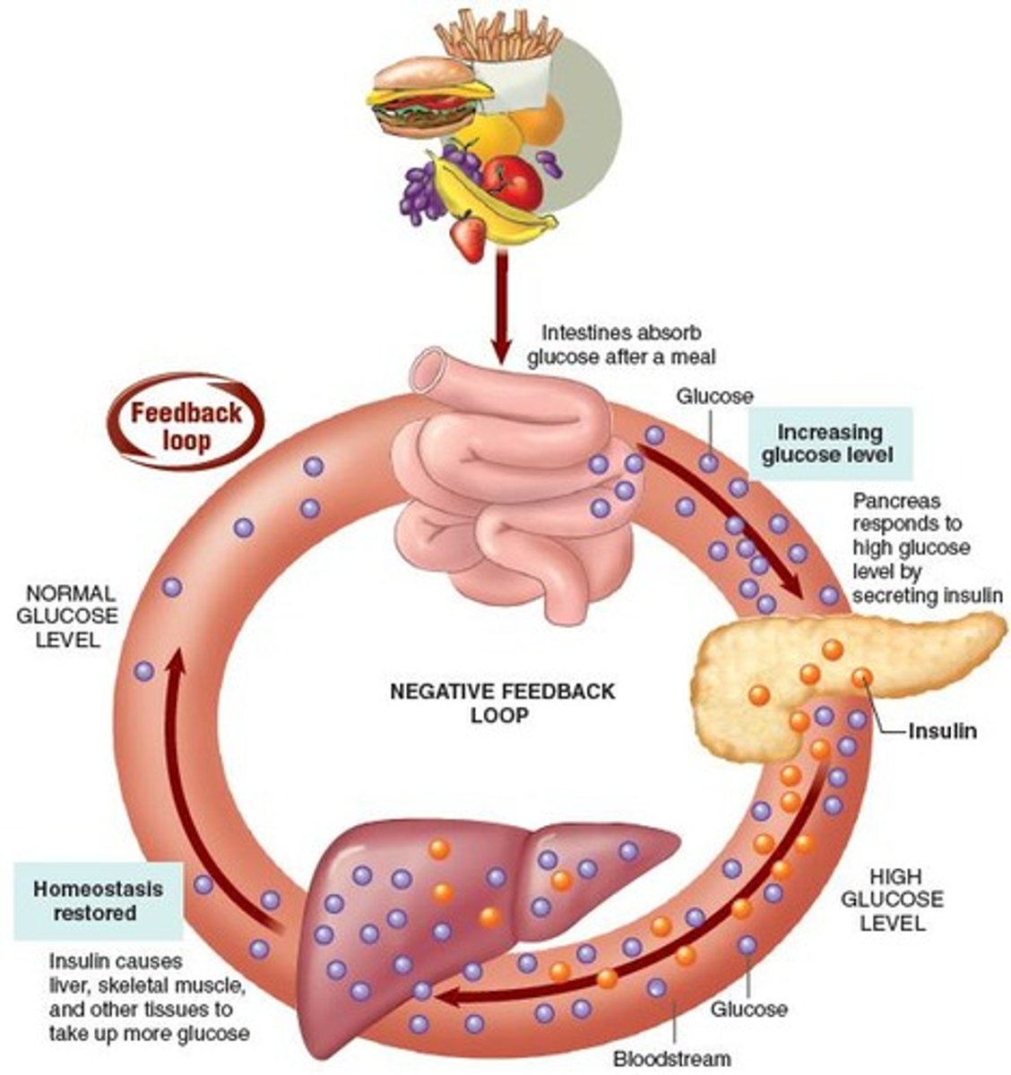 <p>Mechanism reversing physiological changes in the body.</p>