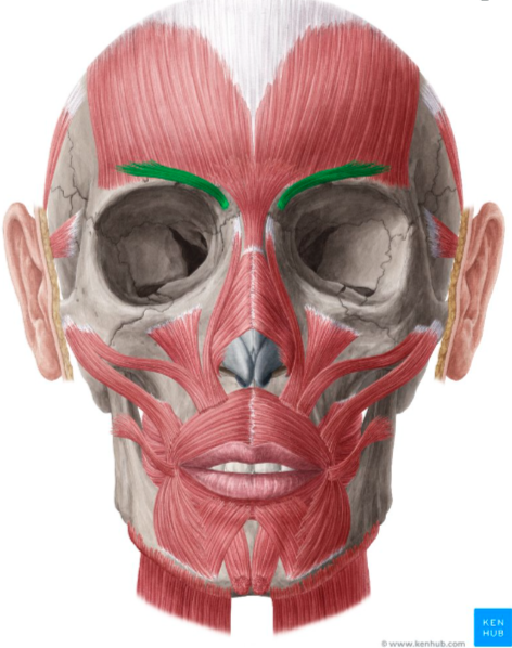 <p><span style="color: red"><strong>O: </strong></span>Frontal bone just above nose (lateral to glabella)</p><p><span style="color: red"><strong>I: </strong></span>Skin of medial portion of eyebrows</p><p><span style="color: red"><strong>N: </strong></span>Facial nerve (CN VII) (zygomatic branch)</p><p><span style="color: red"><strong>A: </strong></span>Draws eyebrows downward &amp; medially (“thinker’s brow”)</p>