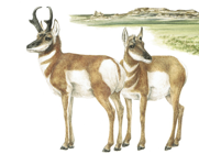 <p>short true horns; 2 white throat stripes, a white belly and rump; males have larger forked horns</p>