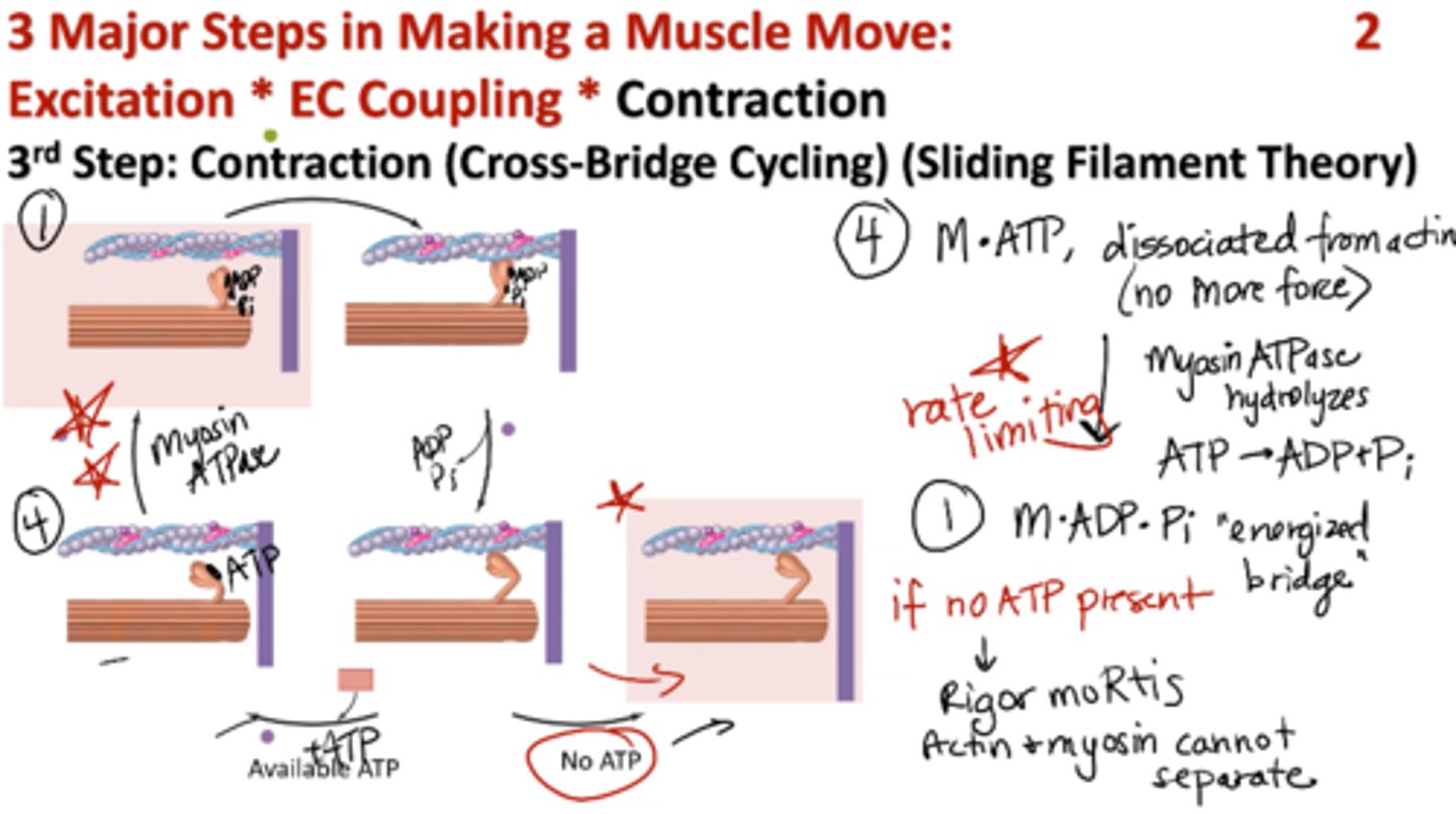 <p>1. Myosin, ADP, Pi (energized cross bridge) bind to actin</p><p>2. Actin, myosin, ADP, Pi → “crowded” force producing beginning → “Power stroke” release of ADP, Pi</p><p>3. Actin, myosin → main force producing step</p><p>+ ATP (new ATP binds to myosin)</p><p>4. Myosin, ATP → dissociated from actin (no more force)</p><p>Myosin ATPase hydrolyzes ATP → ADP + Pi (RATE LIMITING STEP)</p><p>Back to step 1: myosin, ADP, Pi (energized bridge)</p>