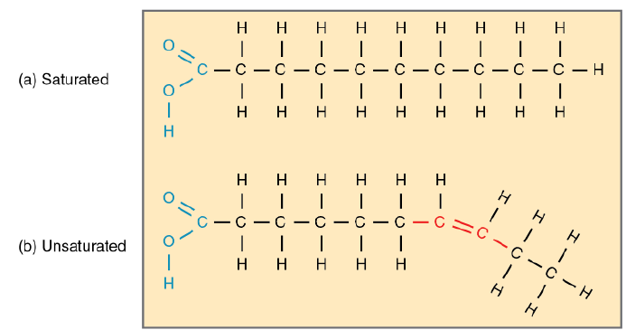 <p>unsaturated fatty acid chains have double C bonds while saturated doesn’t. Those double C bonds in unsaturated makes fatty acid kinked at bond n unable to pack tgt tightly so it’s a liquid at room temp while saturated fat is solid at room temp </p>