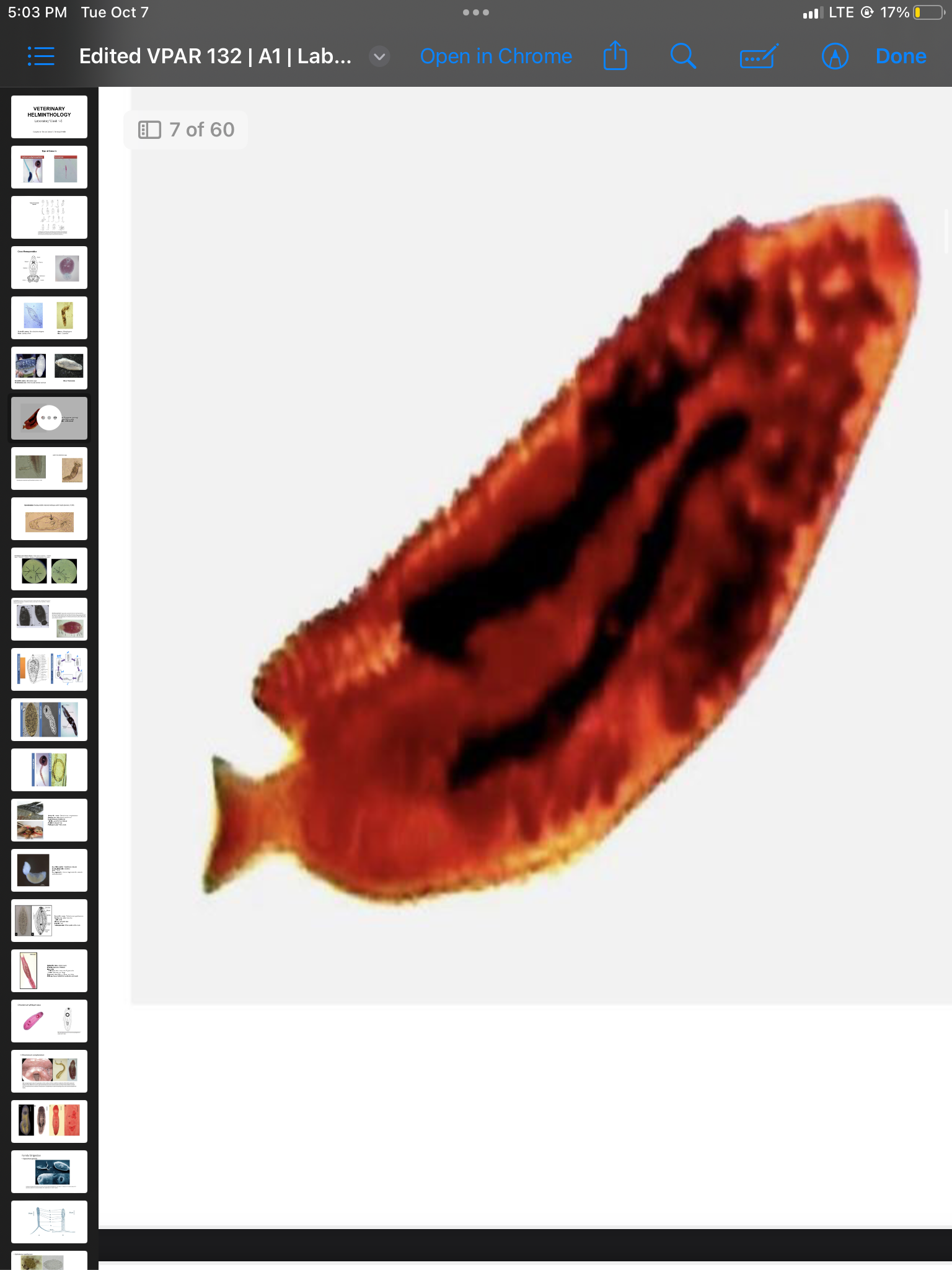 term image