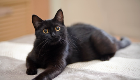 <p>…is (color)</p>