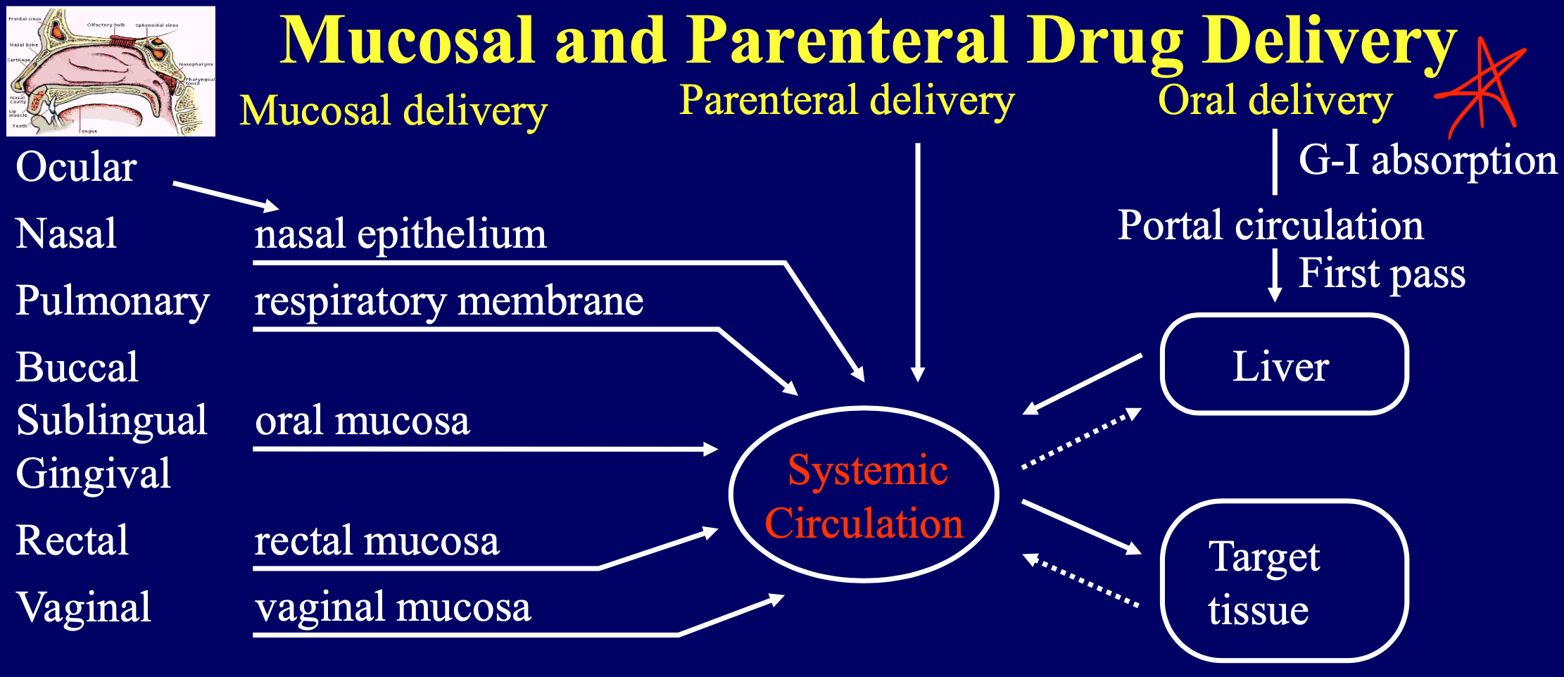 * Directly into blood stream or via absorptive mucosa
* Bypasses hepato-GI first-pass elimination