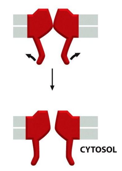 <p>open in response to <u>physical forces</u> (ie. pressure and stretch)</p><ul><li><p>Found in sensory neurons</p></li></ul><p></p>