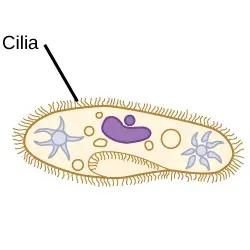 <ul><li><p>short hair-like structures</p></li><li><p>provide motility</p></li><li><p>used to move substances outside human cells</p></li></ul>