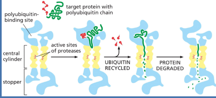 <ul><li><p>Proteins tagged with <strong>polyubiquitin</strong></p></li><li><p>Sent to the <strong>proteasome</strong> for destruction</p></li></ul><p></p>