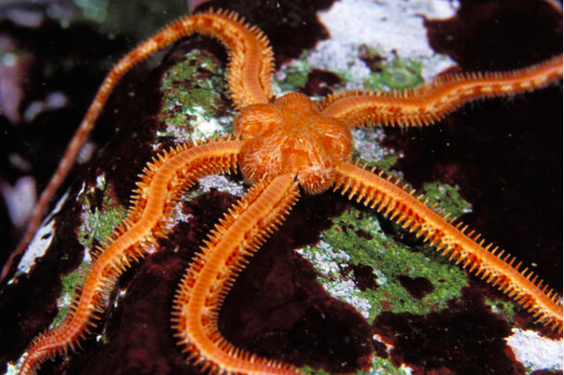 <p>These are very similar to sea stars but have longer and thinner arms that allow them to move faster through their movement.</p>
