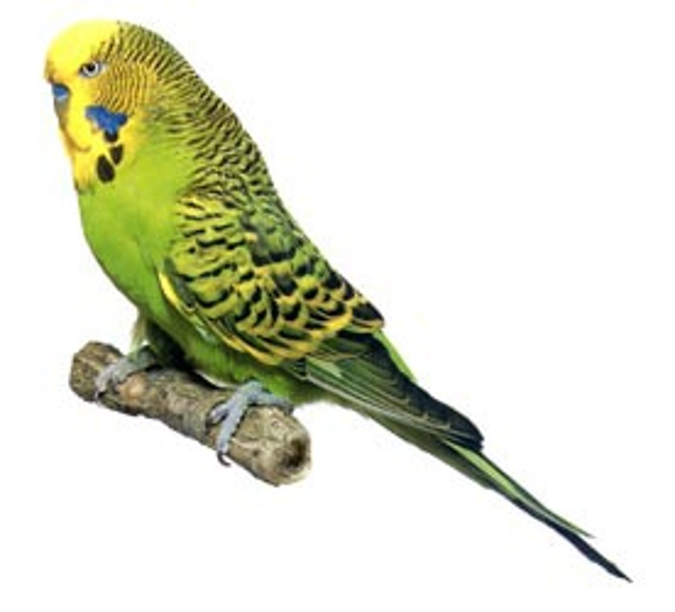 <p>parakeet (habe einen ...)</p>