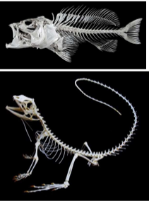 <ul><li><p><strong>Bony endoskeleton</strong></p></li><li><p>Includes <strong>bony fishes</strong> and <strong>tetrapods</strong></p></li><li><p>Most vertebrates are <strong>osteichthyans</strong></p></li><li><p>Aquatic osteichthyans are the vertebrates we commonly call <strong>fishes</strong></p></li></ul><p></p>