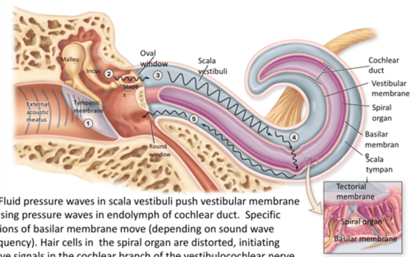 <p>Fluid pressure waves in scala vestibuli push vestibular membrane causing pressure waves in endolympth of cochlear duct. specific regions of basilar membrane move (depending on sound wave frequency). hair cells in the spiral organ are distorted, initiating nerve signals in the cochlear branch of the vestibulocochlear nerve (CN VIII)</p>