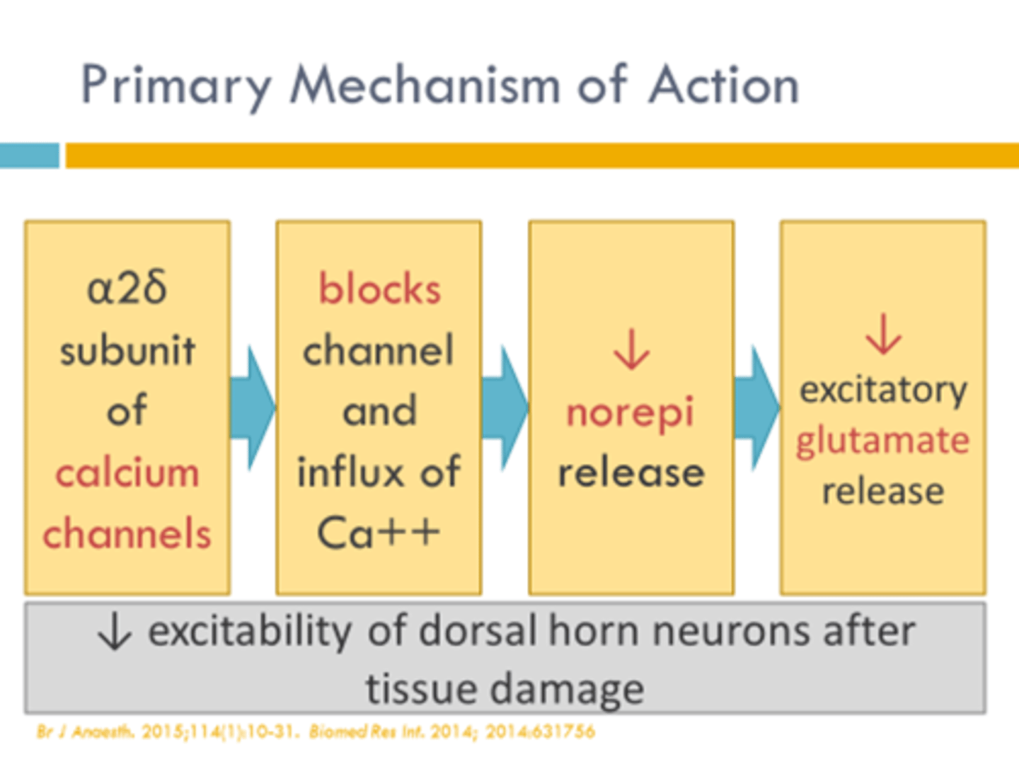 <p>gabapentin (Neurontin), pregabalin (Lyrica)</p><p>a2∆ blockers</p><p>MOA: binds a2∆ subunit of presynaptic voltage gated Ca channels -> destabilization, internalization, and recycling</p><p>- commonly used off label for pain management</p><p>- dose-related CNS depression</p>