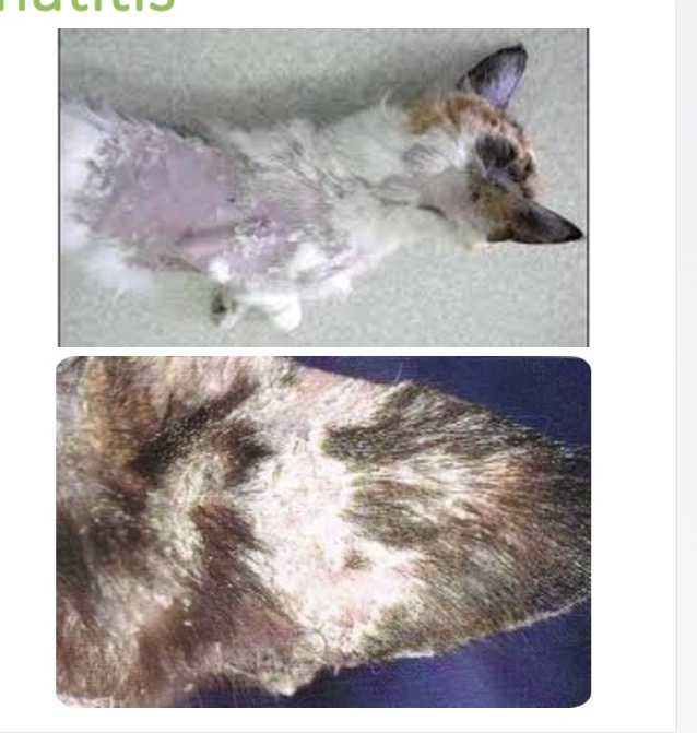 <p>Feline thymoma/ nonthymoma associated exfoliative dermatitis - Lesion morphology </p>
