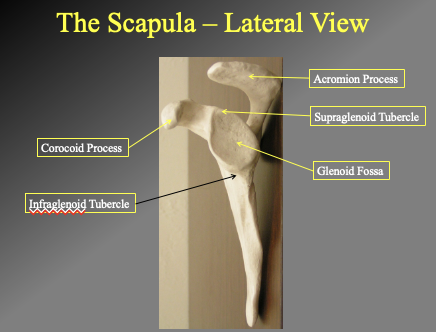 <p>-Acromion oprocess</p><ul><li><p>where teh scapula meets</p></li></ul><p>Supraglenoid tubercle</p><ul><li><p>protection of the superior segment</p></li></ul><p>Glenoid fossa</p><p>Corocoid process</p><p>INFFRAGLENOID TUBERCLE</p><ul><li><p>the litle rige/ origin point for msucle</p></li></ul><p></p>