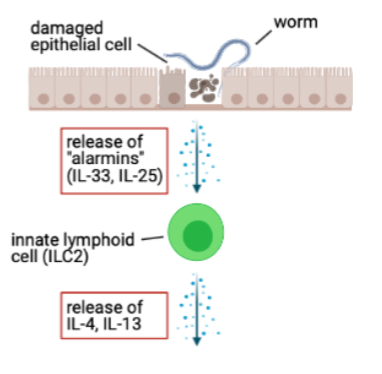 <p>innate lymphoid cells(ILC) don’t express a TCR or BCR and don’t depend on recognition of specific antigen for activation</p><p>ILC can respond to alarmins by producing IL-13, IL-4 </p><ul><li><p>ILCs can respond within hrs</p></li><li><p>exact cytokines needed for Th2 differentiation </p></li></ul><p>ILC-derived IL-4 supports differentiation of Th2 cells</p><p>ILC-derived IL-13 can promote migrationof DCs(dendritic cells) to lymph nodes </p><p></p><p></p>