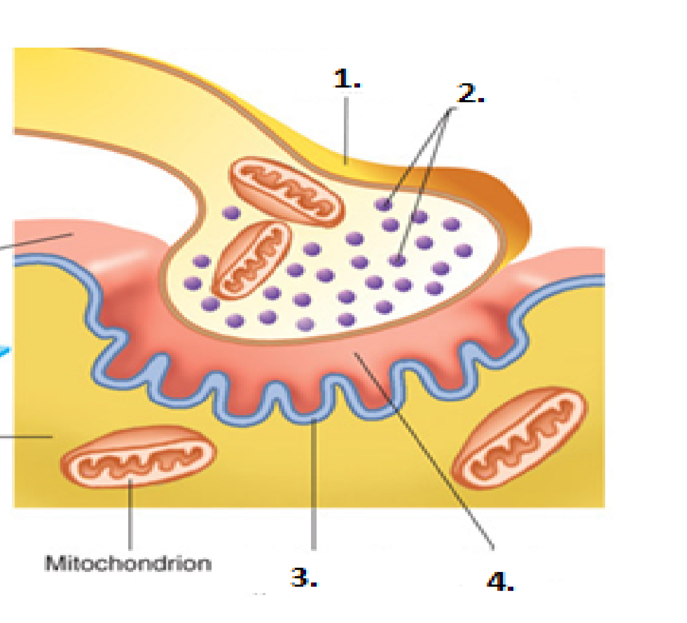 <p>Synaptic Vesicles </p>