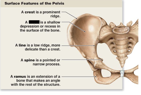 <p>this is the main surface features of the pelvis, what is this?</p>