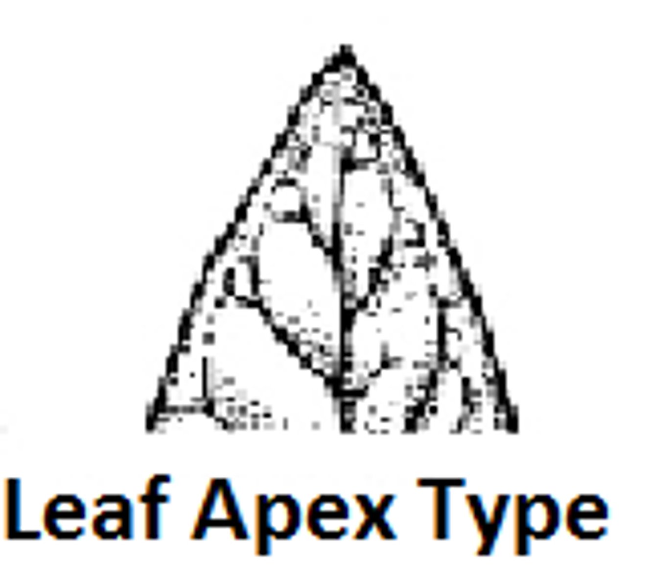 <p>tip of the blade of the leaf (top)</p>