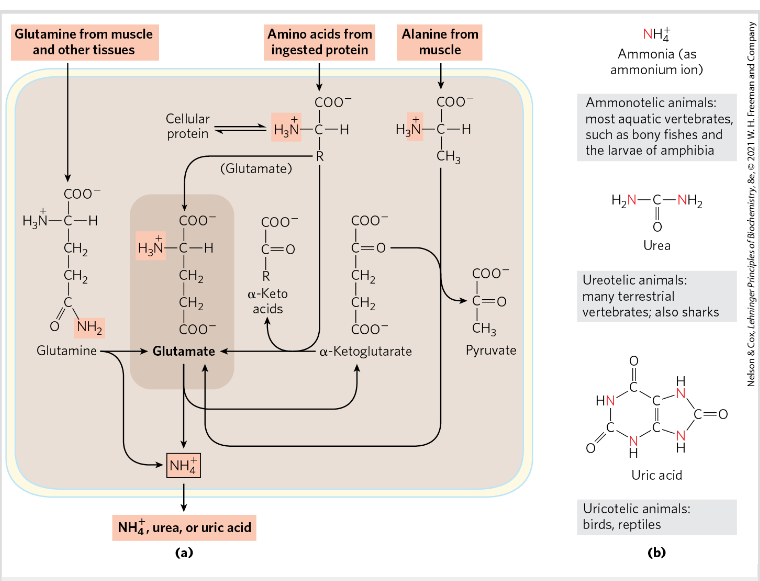 <p>Fish- excrete amino nitrogen as ammonia</p><p>Terrestrial animals - urea</p><p>Birds and reptiles- uric acid</p>