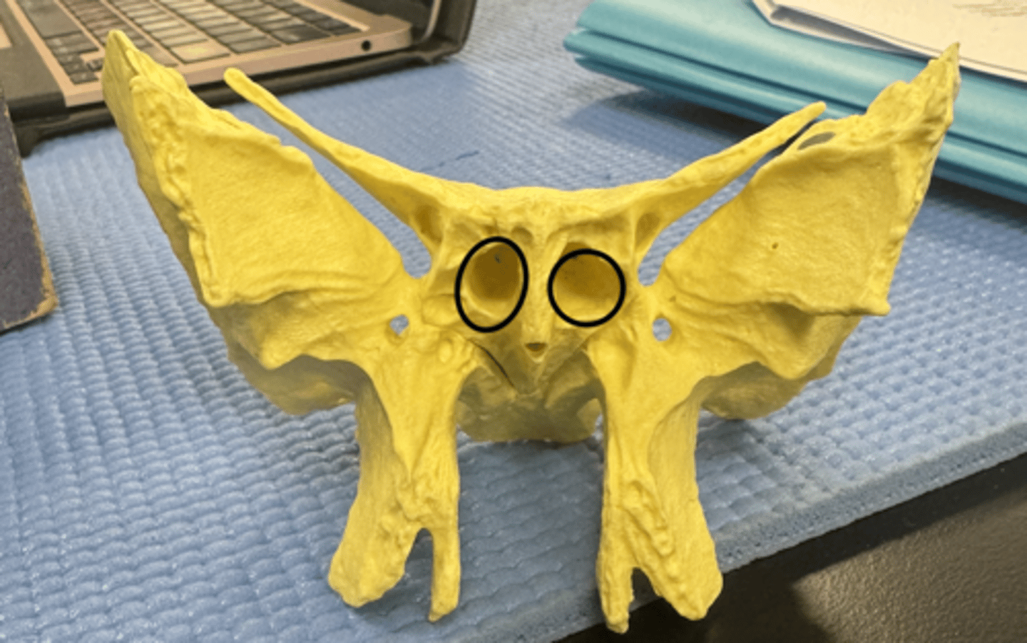 knowt flashcard image