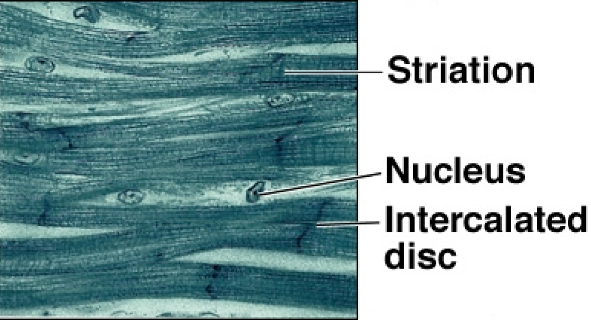 <p>What is the function of a cardiac muscle tissue?</p>