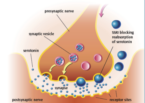 <ol><li><p>Block presynaptic vesicle</p></li><li><p>Selectively preventing reuptake / reabsorption of serotonin </p></li><li><p>More serotonin available at post-synaptic receptor</p></li><li><p>Increases circulating levels of serotonin</p></li></ol><p>This reduces depression and OCD</p><p></p>