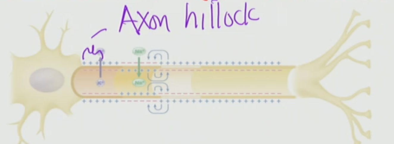 <p>What is occurring at the Axon Hillock?</p>