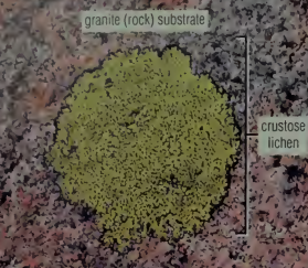 <p>what type of lichen</p>