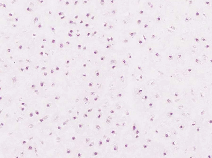 <p>these cells are in what zone</p>