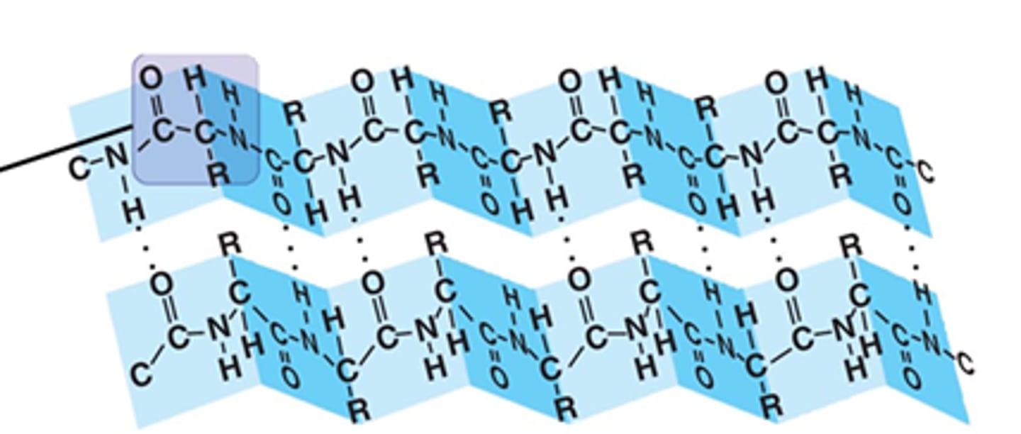 <p>- hydrogen bonds main stabilizing force</p><p>- can have more than 2 strands, single beta sheet is not energetically favorable</p><p>- each side of the sheet may have distinct properties bc side chains alternately project above + below the plane of the sheet</p><p>- loops between each beta sheet provide flexible hinge regions</p>
