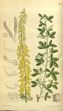 <p>fürtös zanót</p>