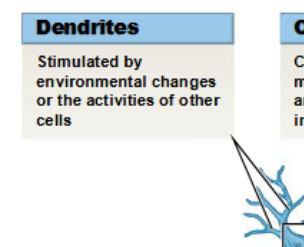 <p>sensory processes of a neuron</p>