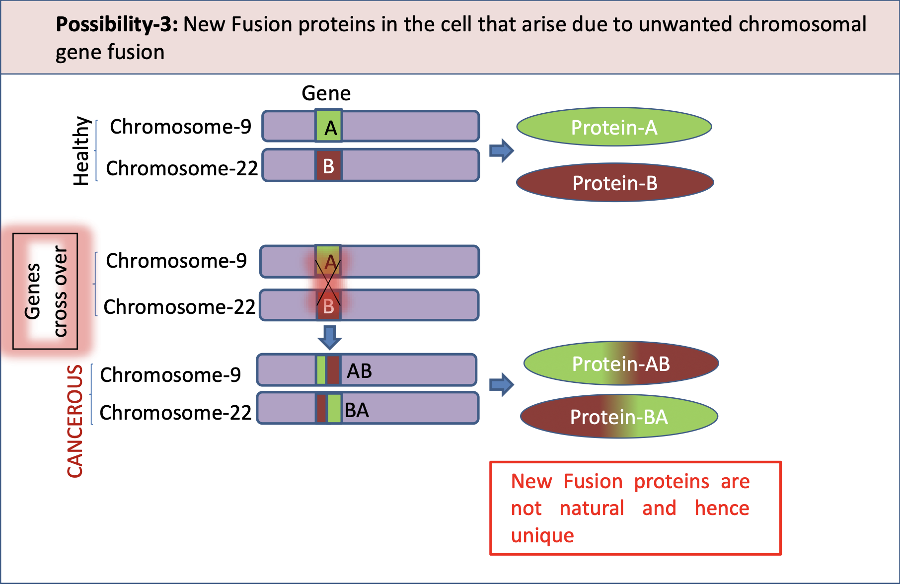 <p><u>Possibility 1: </u><strong><u>Proteins Altered by Mutation</u></strong></p><ul><li><p class="">A <strong>mutation</strong> changes the structure of a normal protein.</p></li><li><p class="">This altered protein looks “foreign” to the immune system.</p></li><li><p class="">It can sometimes <strong>drive cancer</strong> (oncoproteins), or just be a <strong>marker</strong> of cancer.</p></li></ul><p class=""> </p><p class="">Example: Mutated <strong>p53</strong> or <strong>RAS</strong></p><p></p><p> <u>Possibility 2: </u><strong><u>Viral Antigens</u></strong></p><ul><li><p class="">Some cancers are caused by viruses (e.g. HPV, EBV).</p></li><li><p class="">The virus makes the cell produce <strong>viral proteins</strong> — these are <strong>not human</strong> proteins.</p></li><li><p class="">Since they are <strong>foreign</strong>, they’re good targets for the immune system.</p></li></ul><p class=""></p><p class="">Example: <strong>E6/E7 proteins</strong> from <strong>HPV</strong> in cervical cancer</p><p></p><p>Possibility 3: <strong>Fusion Proteins from Chromosomal Aberrations</strong></p><ul><li><p class=""><strong>Two different genes</strong> from different chromosomes <strong>fuse together</strong> abnormally.</p></li><li><p class="">This creates a <strong>new “fusion” protein</strong> that doesn’t exist in healthy cells.</p></li><li><p class="">This new protein can be <strong>cancer-causing</strong> and is a unique marker.</p></li></ul><p class=""></p><p class="">Example: <strong>BCR-ABL</strong> fusion in <strong>Chronic Myeloid Leukaemia (CML)</strong> from <strong>t(9;22)</strong> — the <strong>Philadelphia chromosome </strong></p>