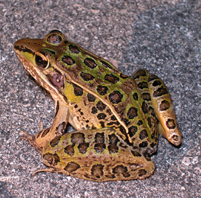 <p>green and brown w numerous large spots, dorsolateral ridges/folds, pointed snout, white spot in tympanum</p>