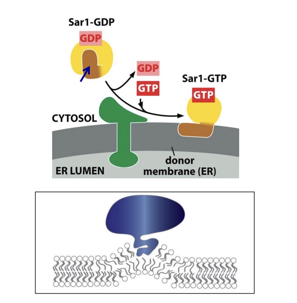 <p>Protein in membrane bending to form vesicle</p><ul><li><p><span style="color: yellow;">inserts into cytosolic leaflet</span></p></li><li><p>causes bump in the membrane</p></li><li><p>vesicle budding at the ER</p></li></ul><p></p>