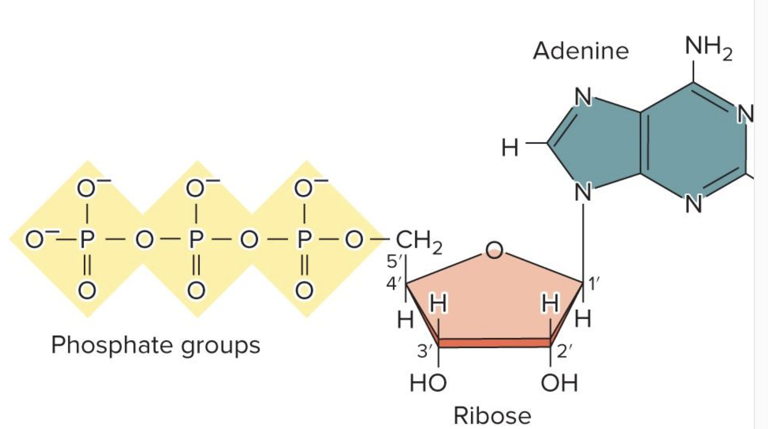 <p>Would this molecule be used by DNA or RNA polymerase</p>