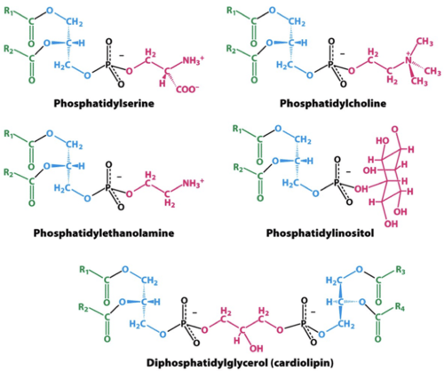 <p>phophatidylcholine (PC) = outer</p><p>phosphatidylethanolamine (PE) = inner</p><p>phophatidylinostiol 4-phosphate (PIP) = inner</p><p>Phosphatidylserine (PS) = inner</p>