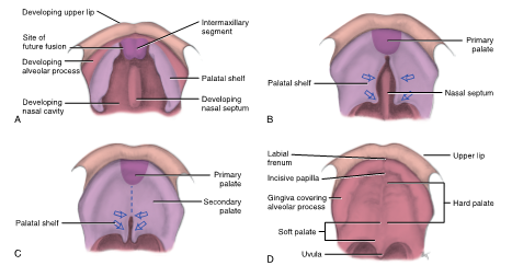 <ul><li><p>final palate takes form</p></li><li><p>palate undergoes fusion of all three processes (primary palate and two palatal shelves that have created secondary palate)</p></li><li><p>posterior part of primary palate meets the secondary palate due to increased growth, structures gradually fuse in an anterior to posterior direction (primary palate to median raphe to uvula)</p></li><li><p>mature oral cavity becomes completely separated from the nasal cavity </p></li></ul><p></p>