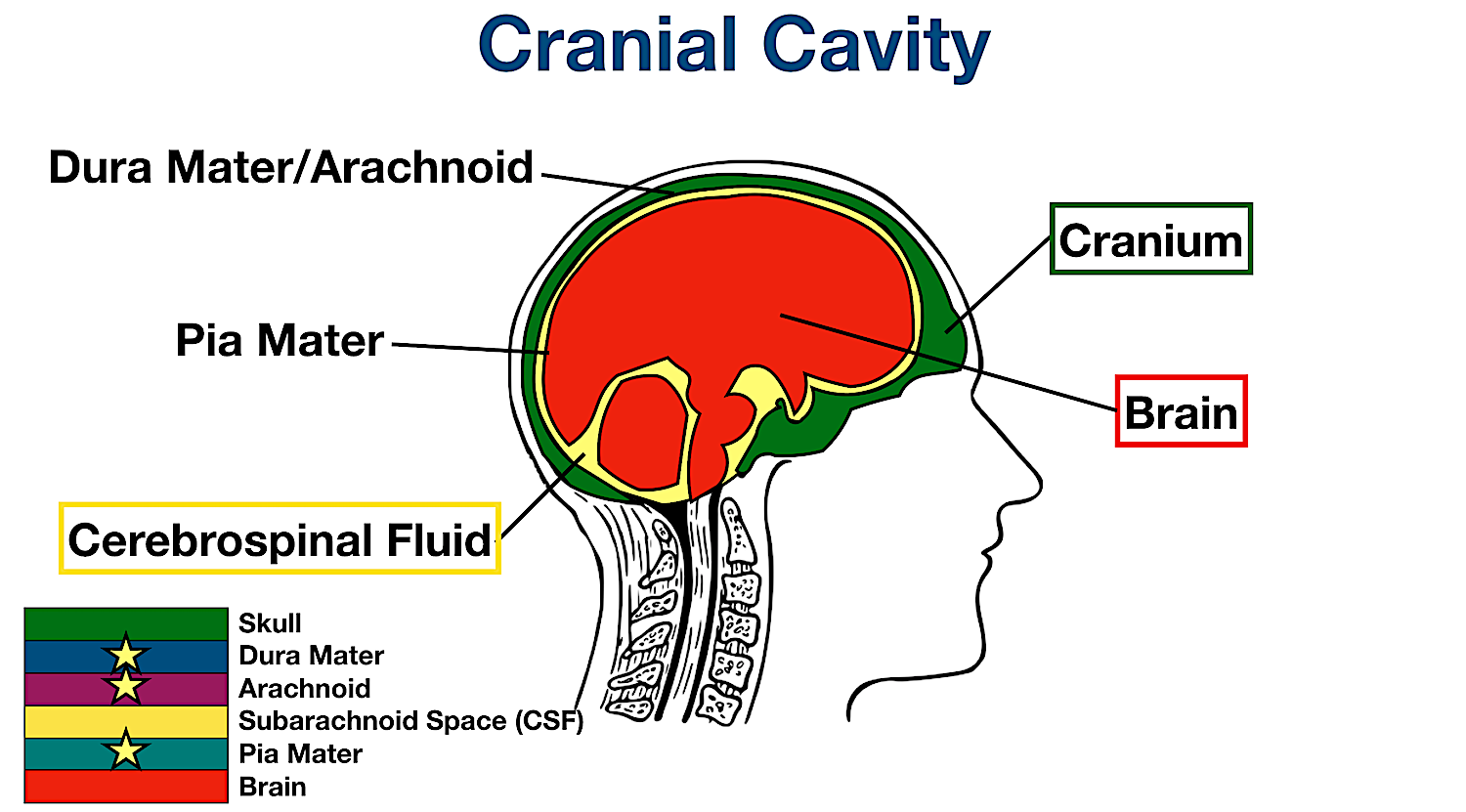 <ul><li><p>The space inside the skull that contains the brain is known as the cranial cavity.</p></li><li><p>It is a part of the dorsal cavity.</p></li></ul><p></p>