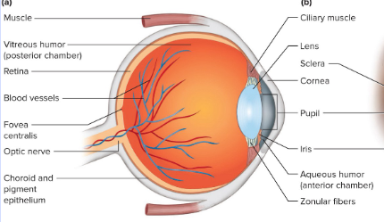 <p>Lens</p>
