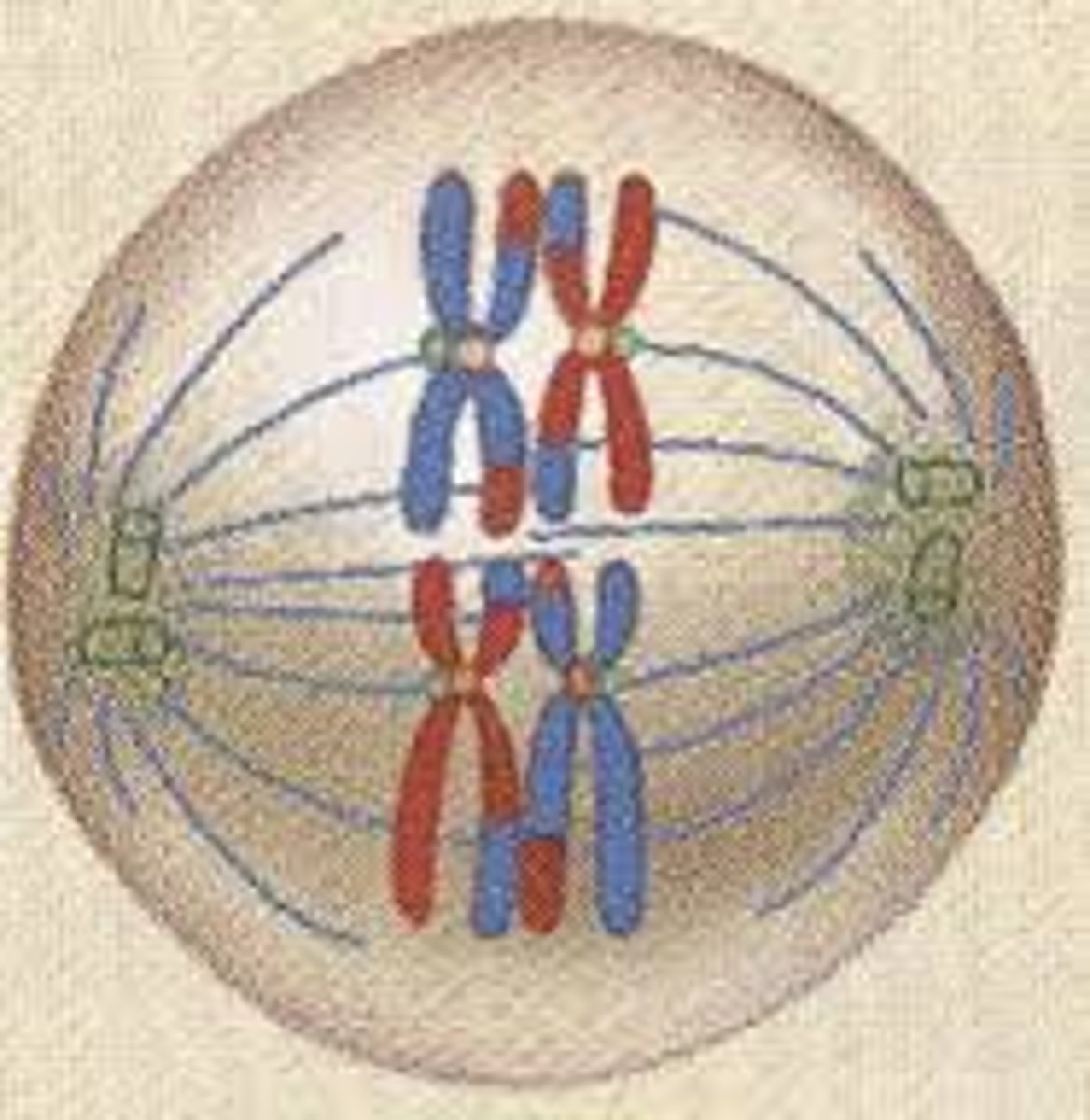 <p><span class="bgY">pairs of homologous chromosomes line up in the center of the cell.</span> The centromere of each chromatid pair attaches to one spindle fibre.</p>