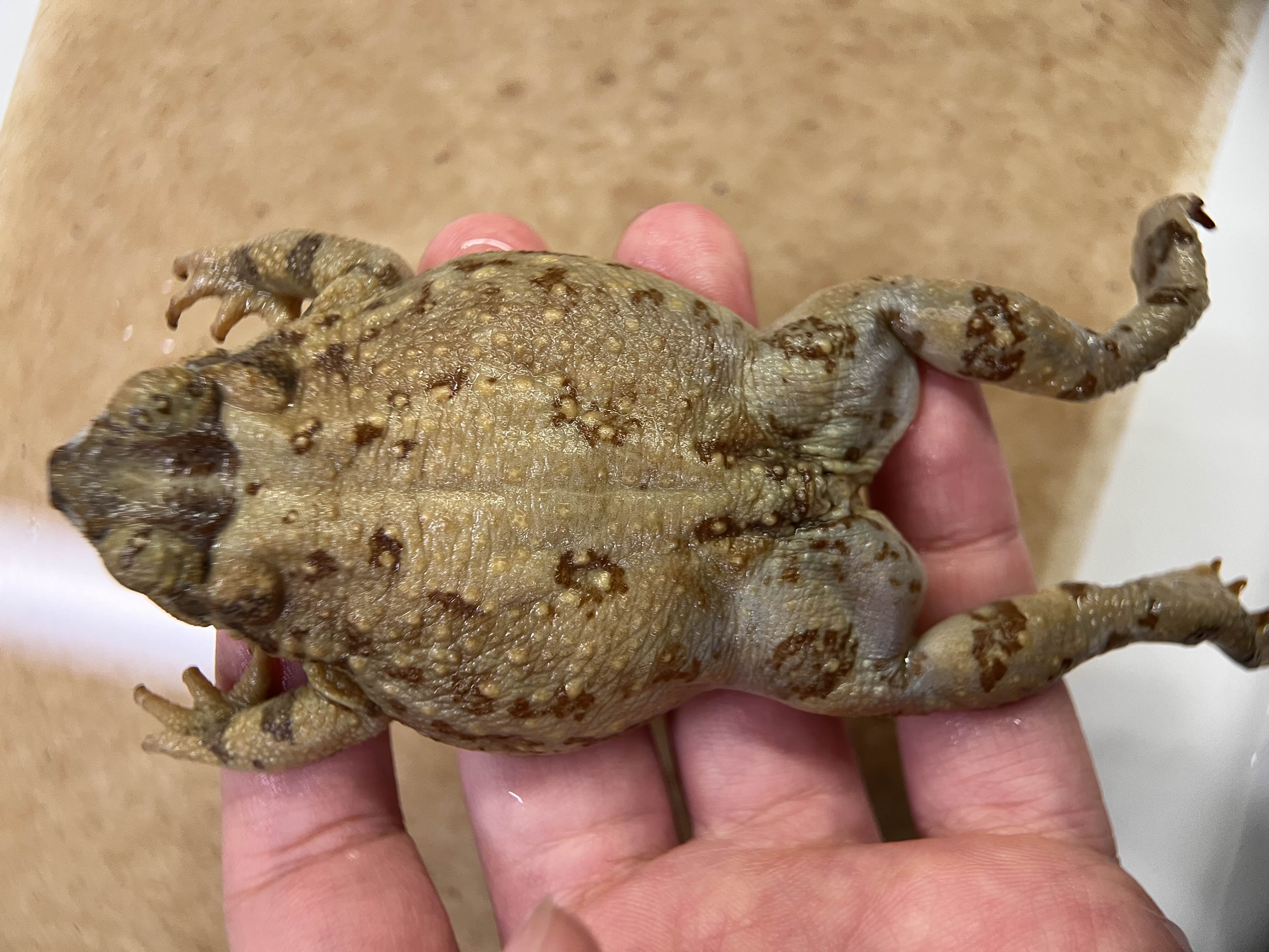 <p>Family + species?</p><ul><li><p>Pointy nose</p></li><li><p>Red warts</p></li><li><p><strong>round parotoid gland, smaller than eye or the same size</strong></p></li></ul><p></p>